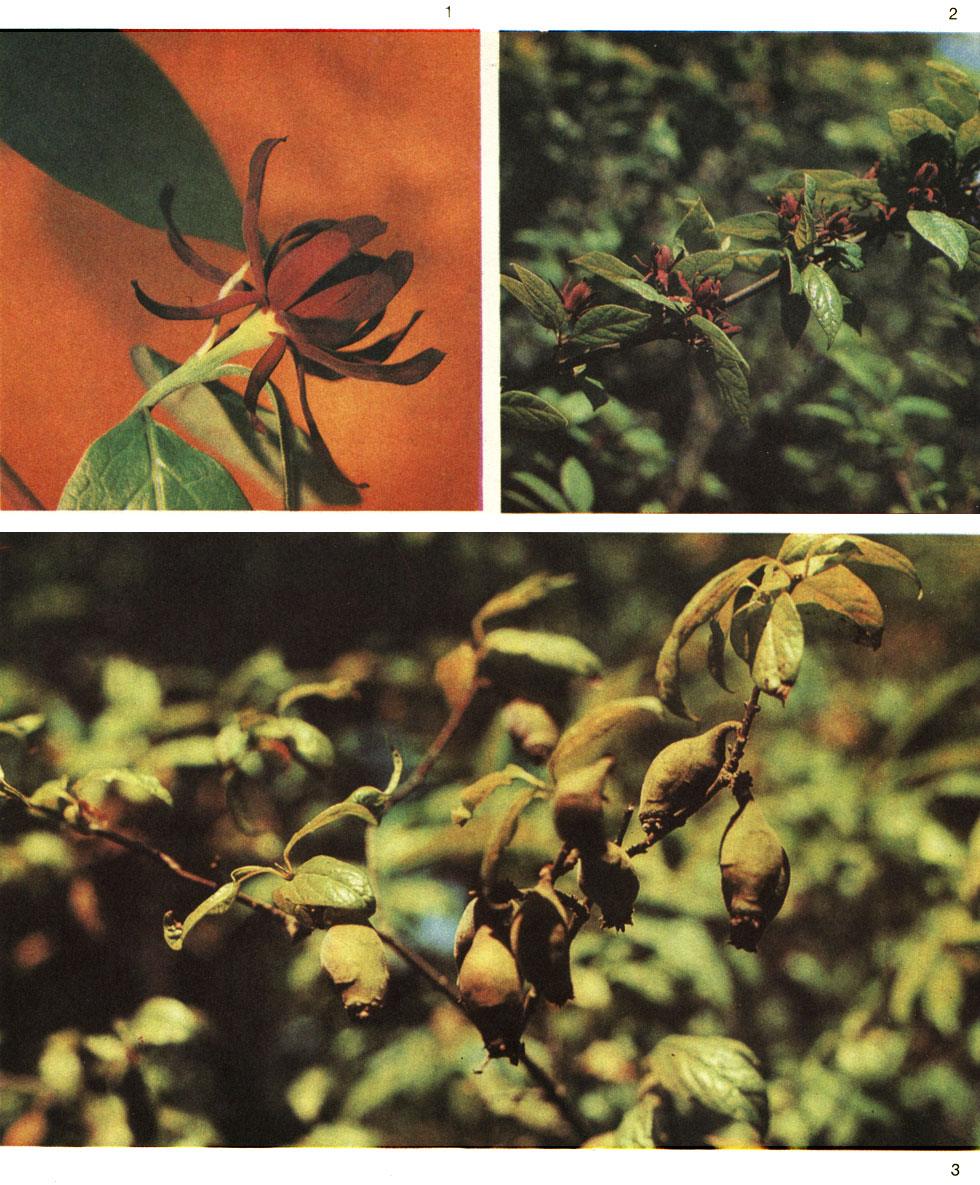 Таблица 13. Сассафрас беловатый (Sassafras albidum), США: 1 - трехлопастный лист с проростком; 2 - осенняя раскраска листьев