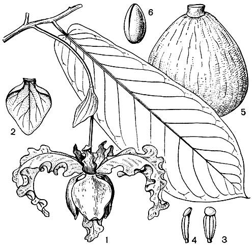 Рис. 65. Монодора мускатная (Monodora myristica): 1 - цветущий побег с одиночным висячим цветком; 2 - лепесток внутреннего круга (видна внутренняя поверхность); 3 - тычинка (вид спереди); 4 - тычинка (вид сбоку); 5 - плод; 6 - семя