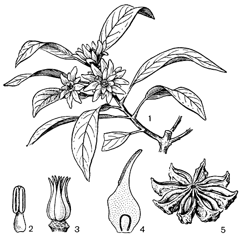 Рис. 68. Бадьян анисовый, или сикими (Illicium anisatum): 1 - ветвь с цветками; 2 - тычинка; 3 - гинецей (остальные части цветка удалены); 4 - плодолистик в продольном разрезе; 5 - плод-многолистовка