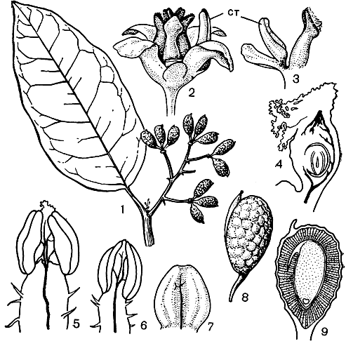 Рис. 70. Амборелла волосистоножковая (Amborella trichopoda): 1 - часть побега с плодами; 2 - женский цветок со стаминодием (ст); 3 - часть женского цветка (справа плодолистик, слева стаминодий); 4 - продольный разрез плодолистика (виден анатропный семязачаток); 5 и 6 - тычинки с адаксиальной (внутренней) стороны (5 - наружная тычинка с надсвязником, 6 - внутренняя тычинка); 7 - стаминодий; 8 - плод; 9 - продольный разрез плода (в нижней части эндосперма виден маленький зародыш)