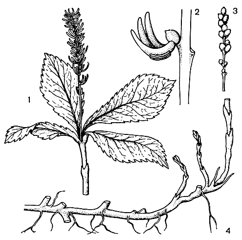 Рис. 71. Хлорантус японский (Chloranthus japonicus): 1 - цветущий побег; 2 - цветок; 3 - плоды; 4 - корневище