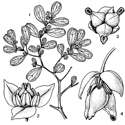 Рис. 72. Лакторис фернандесовский (Lactoris fernandeziana): 1 - часть ветви с плодами; 2 - обоеполый цветок; 3 - женский цветок; 4 - обоеполый отцветший цветок с молодым плодом