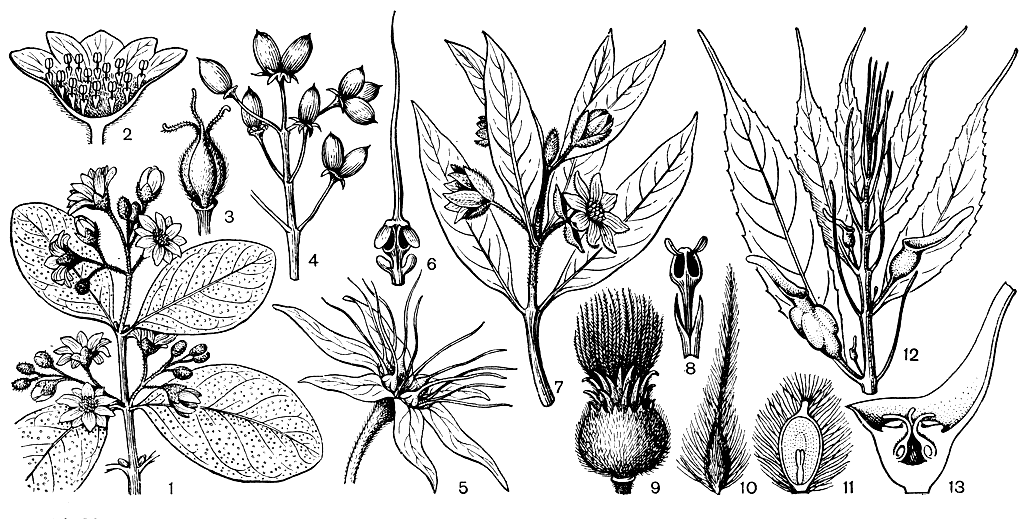 Рис. 74. Монимиевые. Болдо (Peumus boldus): 1 - цветущий побег; 2 - продольный разрез мужского цветка; 3 - женский цветок (околоцветник удален); 4 - плоды. Дорифора сассафрас (Doryphora sassafras): 5 - цветок; 6 - тычинка. Атероспер-ма мускусная (Atherosperma moschatum): 7 - цветущий побег с мужскими цветками; 8 - тычинка с базальными железками; 9 - плод; 10 - плодик; 11 - продольный разрез плодика. Глоссокаликс длиннокончиковый (Glossocalyx longicuspis): 12 - побег с женскими цветками и плодом (видны анизофилльные листья); 13 - продольный разрез женского цветка