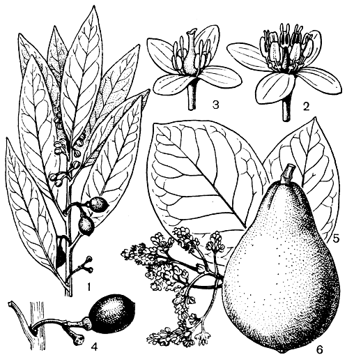 Рис. 76. Лавровые. Лавр благородный (Laurus nobilis): 1 - побег с женскими цветками и плодами; 2 - мужской цветок; 3 - женский цветок; 4 - плод. Авокадо (Persea americana): 5 - фрагмент побега с цветками и листьями; 6 - плод