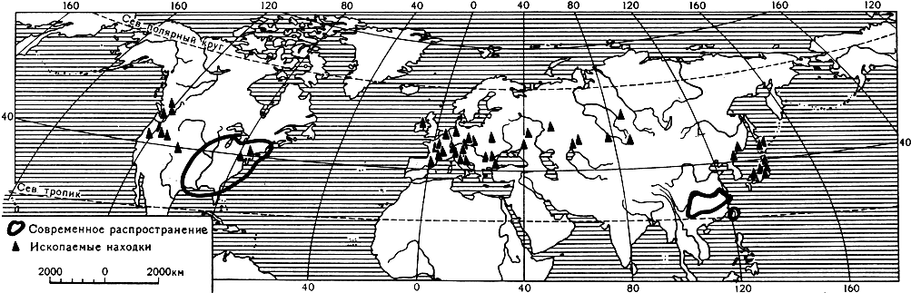 Карта 7. Современное распространение и ископаемые находки рода сассафрас