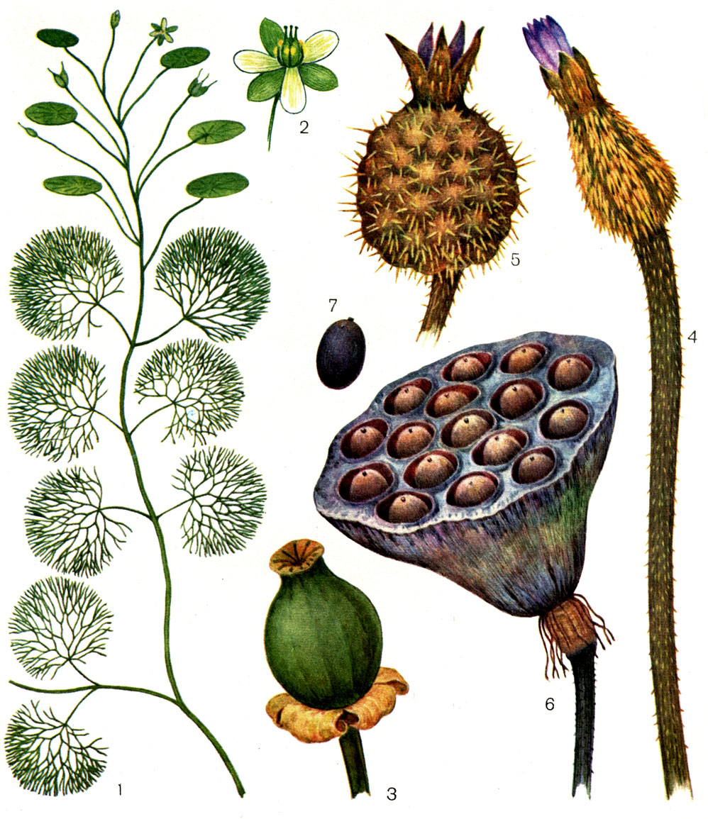 Таблица 17. Кабомбовые, кувшинковые и лотосовые. Кабомба каролинская (Cabomba caroliniana): 1 - часть растения; 2 - цветок. Кубышка желтая (Nuphar luteum): 3 - плод. Эвриала устрашающая (Euryale ferox): 4 - цветок; 5 - плод. Лотос орехоносный (Nelumbo nucifera): 6 - плод; 7 - односемянный орешек