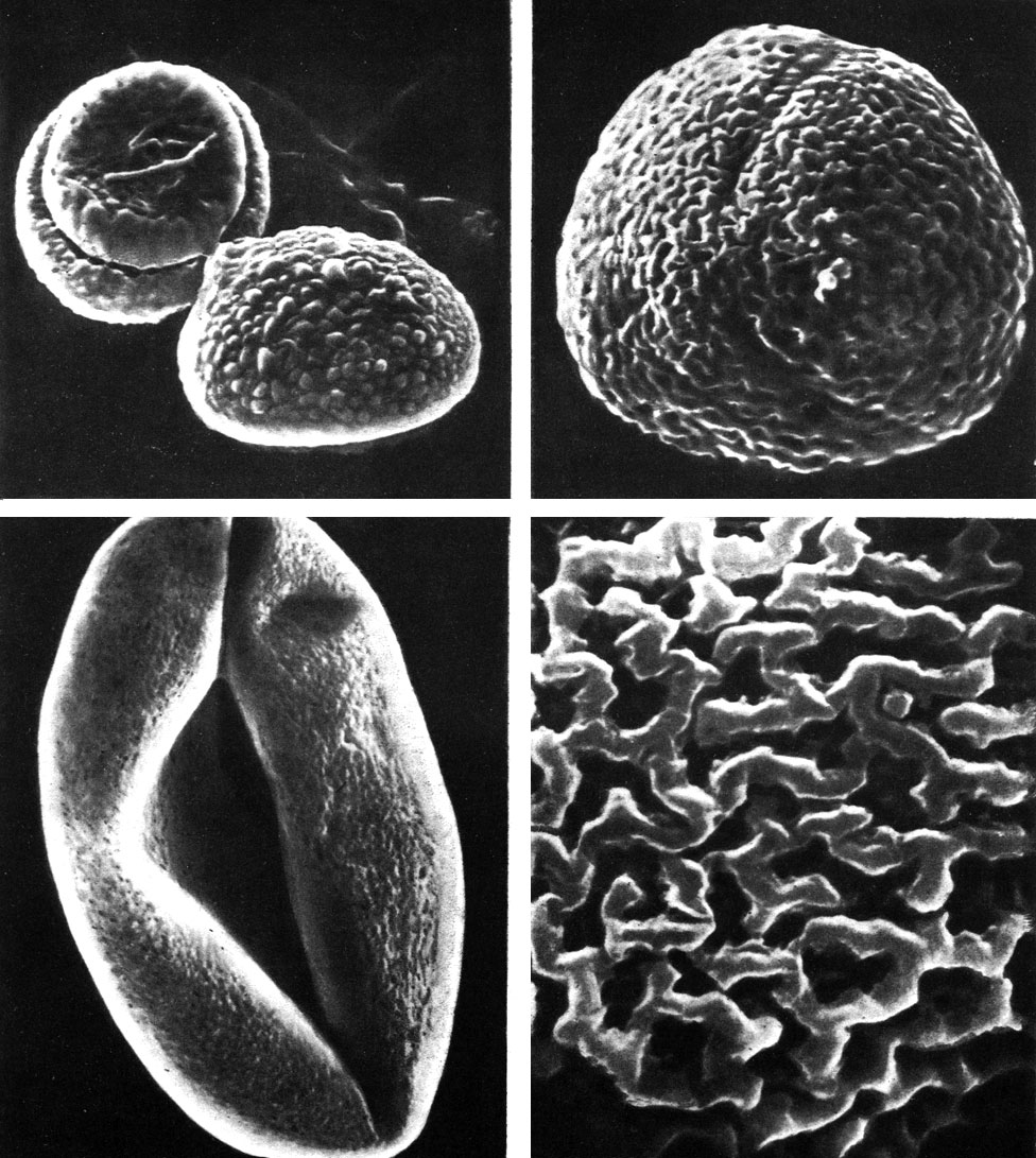 Таблица 23. Пыльцевые зерна нимфейных и лотосовых под сканирующим электронным микроскопом: слева вверху - два пыльцевых зерна кувшинки четырехгранной (Nymphaea tetragona), верхнее - с дистальной, нижнее - с проксимальной стороны (увел. 1500); слева внизу - бразения Шребера (Brasenia chreberi) (увел. 1750); справа вверху - лотос орехоносный (Nelumbo nucifera, увел. 1750); справа внизу - участок поверхности того же зерна (увел. 5000)