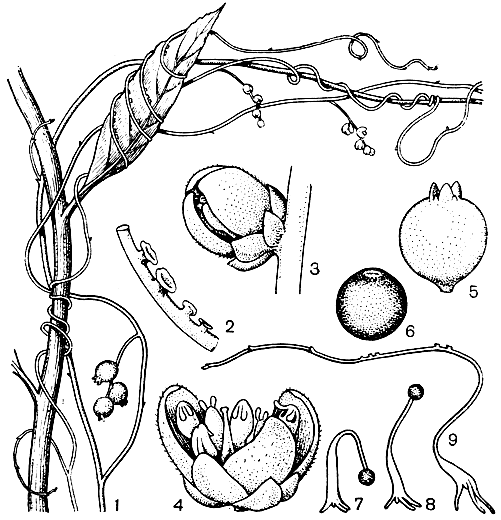 Рис. 79. Кассита нитевидная (Cassytha filiformis): 1 - общий облик растения с соцветиями и плодами; 2 - присоски; 3 - цветок; 4 - раскрытый цветок (видны двугнездные тычинки с клапанами); 5 - плод в купуле; 6 - плод без купулы; 7 и 8 - различные стадии прорастания семени (видны боковые корни); 9 - проросток