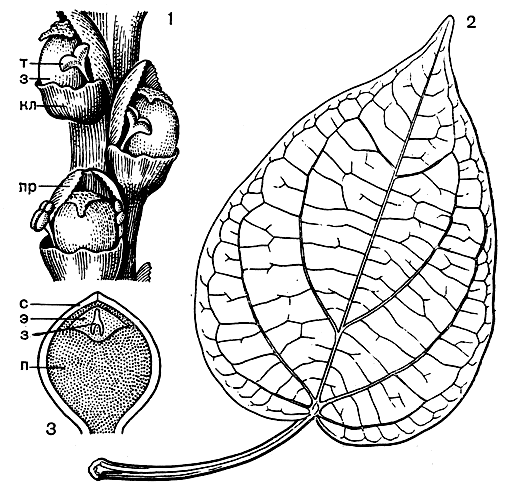 Рис. 81. Перец черный (Piper nigrum): 1 - фрагмент соцветия с тремя цветками (т - тычинка, з - завязь, кл - кроющий лист, пр - прицветники); 2 - лист; 3 - продольный разрез семени (с - семенная кожура, э - эндосперм, з - зародыш, п - перисперм)
