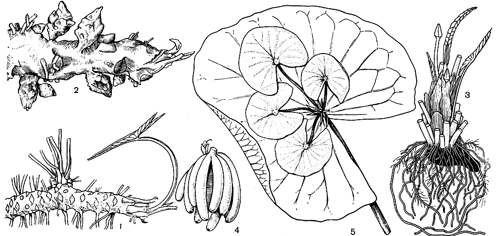 Рис. 88. Способы вегетативного размножения кувшинковых: 1 - корневище кубышки желтой (Nuphar luteum); 2 - корневище кувшинки шишковатой (Nymphaea tuberosa); 3 - клубень кувшинки белой (N. alba); 4 - 'банановидные' клубни кувшинки мексиканской (N. mexicana); 5 - живородящее растение кувшинки мелкоцветковой (N. micrantha)