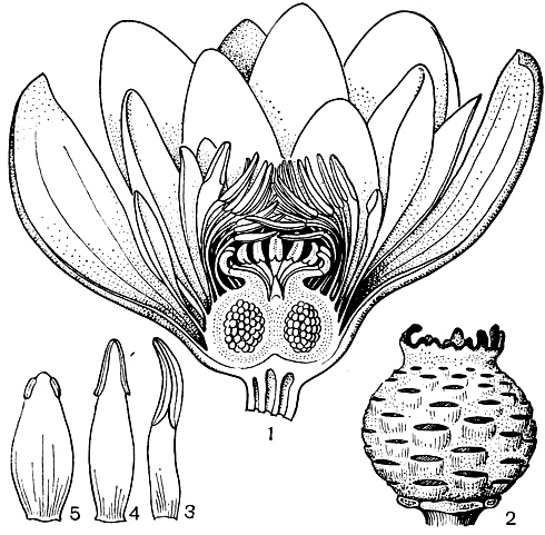 Рис. 90. Кувшинка чисто-белая (Nymphaea Candida): 1 - схематический рисунок продольного среза цветка; 2 - плод; 3 - 5 - переход от тычинки к лепестку