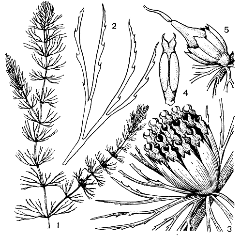 Рис. 91. Роголистник погруженный (Ceratophylium demersum): 1 - часть растения; 2 - лист; 3 - мужской цветок; 4 - тычинка; 5 - женский цветок