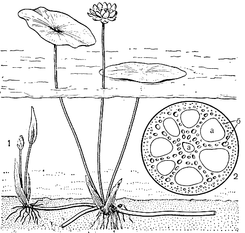 Рис. 92. Лотос орехоносный (Nelumbo nucifera): 1 - схематический рисунок общего вида растения; 2 - поперечный срез корневища (а - воздухоносные полости, б - проводящие пучки)