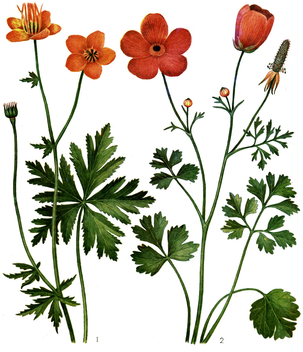 Таблица 27. Лютиковые: 1 - купальница китайская (Trollius chinensis); 2 - лютик азиатский (Ranunculus asiaticus)