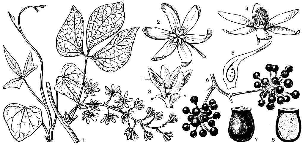 Рис. 94. Сарджентодокса клиновидная (Sargentodoxa cuneata): 1 - часть ветви с соцветием; 2 - мужской цветок; 3 - мужской цветок в продольном разрезе (т - тычинка, л - лепесток, ч - основание чашелистика); 4 - женский цветок; 5 - плодолистик в продольном разрезе; 6 - часть ветви с плодами; 7 - семя; 8 - семя в продольном разрезе