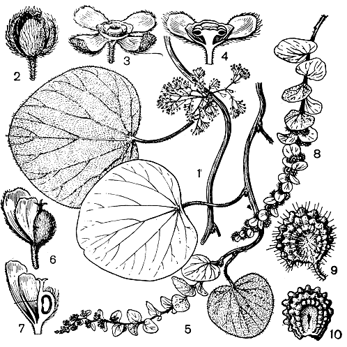 Рис. 95. Циссампелос парейра (Gissampelos pareira): 1 - общий вид растения с тычиночным соцветием; 2 - бутон мужского цветка; 3 - мужской цветок (видны чашелистики, сросшиеся в купулу лепестки и синандрий); 4 - продольный разрез мужского цветка; 5 - общий вид растения с женским соцветием (видны крупные листовидные прицветники); 6 - женский цветок (видны чашелистик, лепесток и плодолистик); 7 - продольный разрез женского цветка; 8 - плодоношение (видны листовидныэ прицветники); 9 - плод; 10 - скульпти-рованный эндокарпий