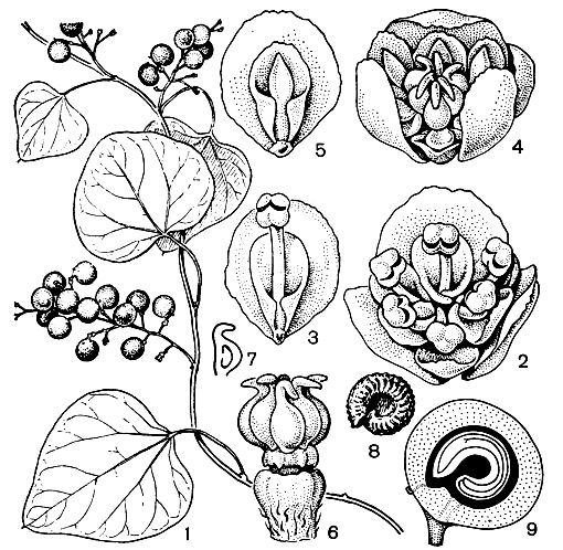 Рис. 96. Коккулус Каролинский (Cocculus carolinus): 1 - общий вид растения с плодами; 2 - мужской цветок (видны внутренний круг чашелистиков, два круга лепестков и тычинок); 3 - внутренний чашелистик, лепесток и тычинка; 4 - женский цветок (видны внутренние чашелистики, два круга лепестков, стаминодии и плодолистики); 5 - внутренний чашелистик, лепесток и стаминодий; 6 - женский цветок (околоцветник и стаминодии удалены); 7 - продольный разрез завязи; 8 - скульптированный эндокарпий; 9 - продольный разрез плодика
