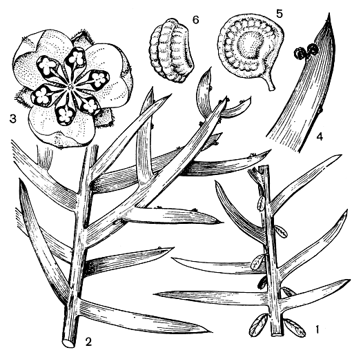 Рис. 97. Коккулус Балфура (Cocculus balfourii): 1 - побег с кладодиями и листьями; 2 - фрагмент цветущего растения; 3 - мужской цветок; 4 - кладодий с плодами; 5 - плодик; 6 - эндокарпий (вид сбоку)