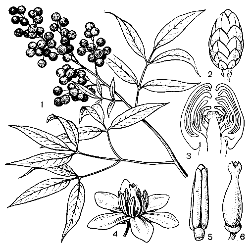 Рис. 99. Нандина домашняя (Nandina domestica): 1 - ветвь с плодами; 2 - бутон; 3 - бутон в продольном разрезе; 4 - цветок; 5 - тычинка; 6 - гинецей
