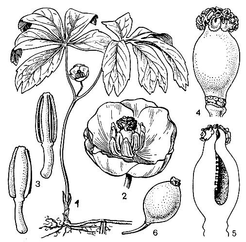 Рис. 100. Подофилл щитовидный (Podophyllum peltatum): 1 - общий вид растения с цветком; 2 - цветок; 3 - тычинки; 4 - гинецей; 5 - продольный разрез гинецея; 6 - плод