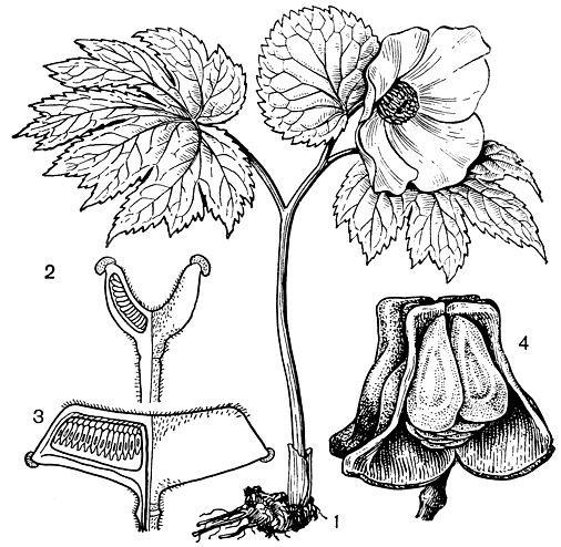 Рис. 101. Глауцидиум пальчатый (Glaucidium palmatum): 1 - общий вид растения; 2 - гинецей во время цветения; 3 - гинецей после цветения; 4 - плод