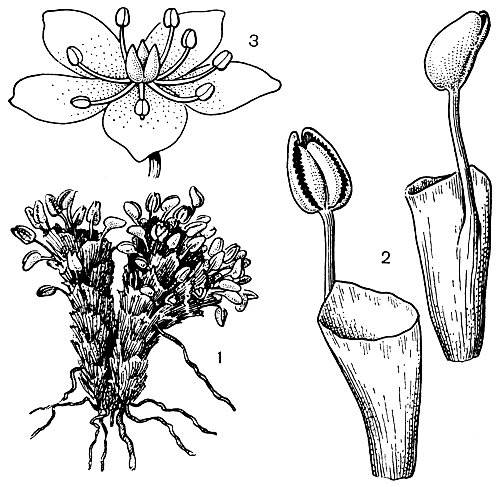 Рис. 102. Калужница мухоловколистная (Caltha dionaeifolia): 1 - общий вид растения; 2 - лист с трубковидно сросшимися прилистниками; 3 - цветок