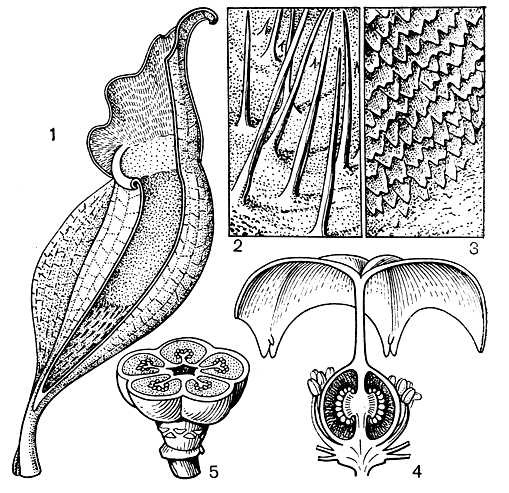 Рис. 107. Саррацения пурпурная (Sarracenia purpurea): 1 - продольный разрез кувшина; 2 - длинные волоски крышки кувшина; 3 - черепитчатые клетки внутри кувшина, ниже их - гладкие стенки; 4 - продольный разрез гинецея; 5 - поперечный разрез завязи