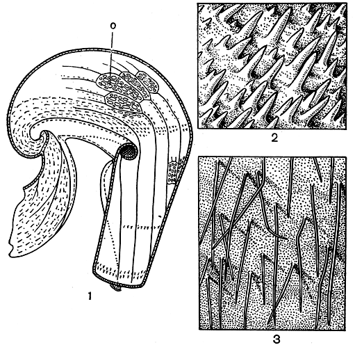 Рис. 108. Дарлингтония калифорнийская (Darlingtonia californica): 1 - продольный разрез верхней части кувшина (о - 'окна' на крыше шлемика); 2 - направленные вверх волоски внутренней поверхности выроста; 3 - длинные, направленные вниз волоски, покрывающие всю внутреннюю поверхность кувшина