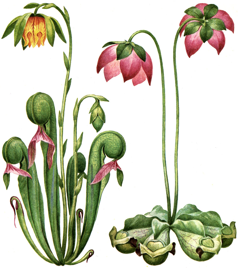 Таблица 34. Саррацениевые: слева - дарлингтония калифорнийская (Darlingtonia californica); справа - саррацения пурпурная (Sarracenia purpurea)