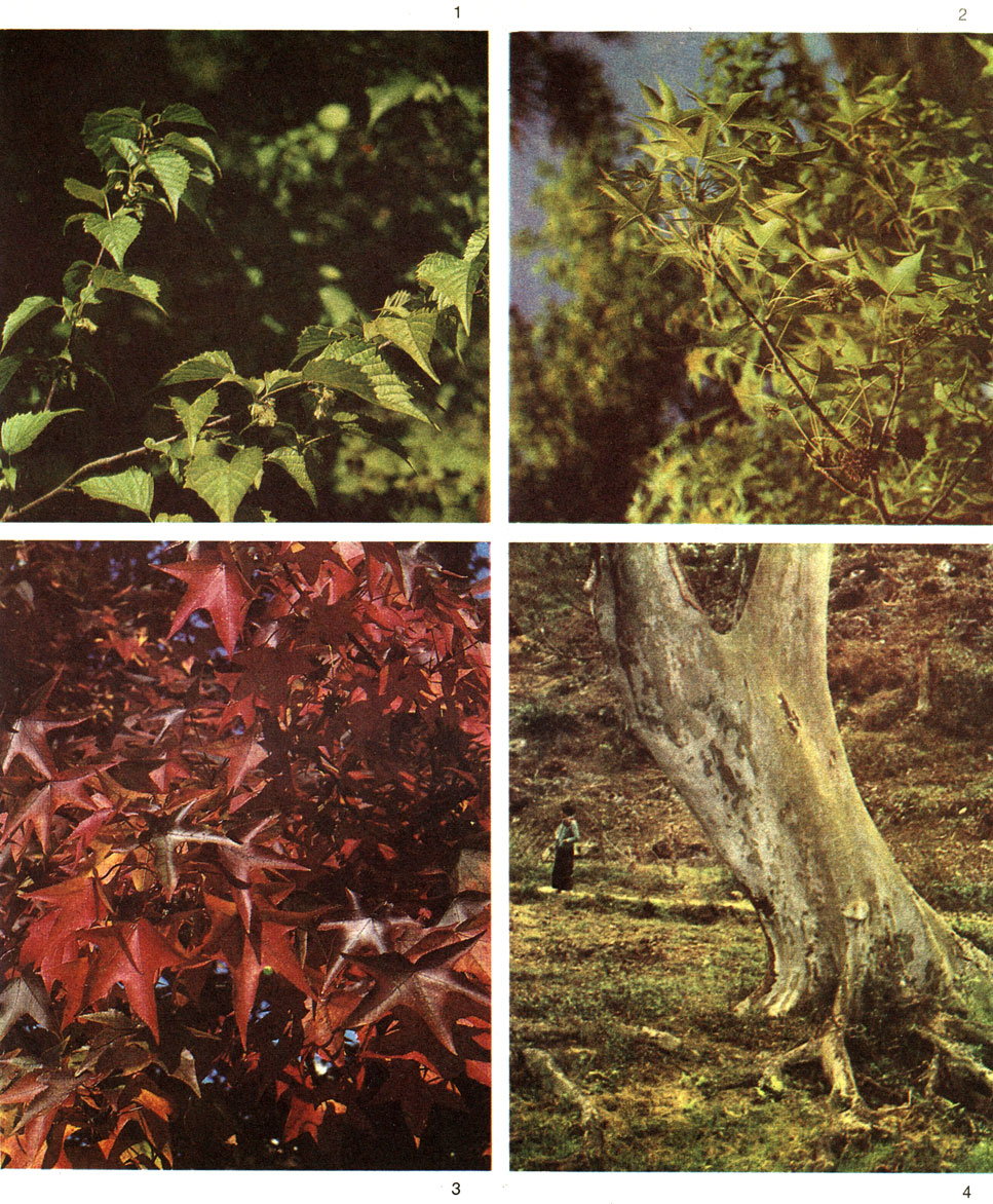 Таблица 35. Эвителейные, гамамелисовые и платановые: 1 - эвптелея многотычиночная (Euptelea polyandra), Батумский ботанический сад; 2 - ликвидамбар смолоносный, или амброво дерево (Liquidambar styraciflua), летняя окраска листьев, Батумский ботанический сад; 3 - ликвидамбар смолоносный, осенняя окраска листьев, США, штат Теннесси; 4 - платан Керри (Platanus kerrii), Северный Вьетнам