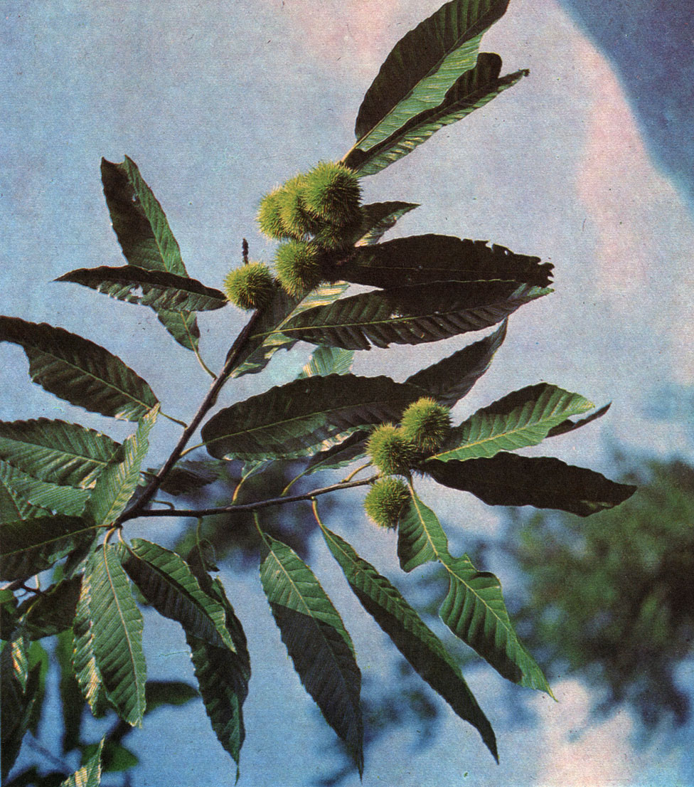 Таблица 40. Каштан настоящий, ИЛИ посевной (Castanea sativa), Кавказ, Аджария
