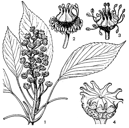 Рис. 110. Троходендрон аралневидный (Trochodendron aralioides): 1 - цветущая ветка; 2 и 3 - цветки на разных стадиях развития; 4 - плод