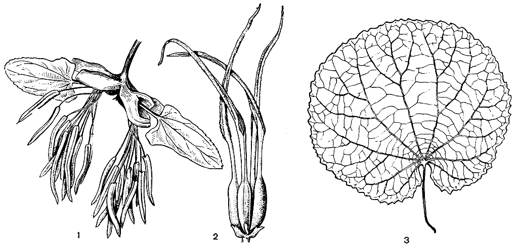 Рис. 112. Багрянник, или церцидифиллум японский (Cercidiphyllum japonicum): 1 - мужские соцветия; 2 - женские цветки (каждый цветок представлен одним голым плодолистиком); 3 - лист