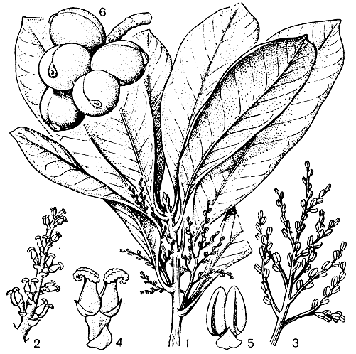 Рис. 114. Дидимелес мадагаскарский (Didymeles madagascariensis): 1 - ветвь с мужскими соцветиями; 2 - женское соцветие; 3 - мужское соцветие; 4 - пара женских цветков; 5 - мужской цветок; 6 - плоды-костянки