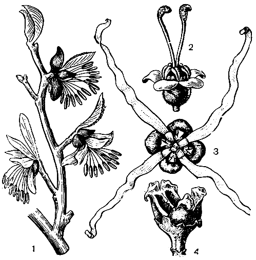 Рис. 115. Гамамелисовые. Парротия персидская (Parrotia persica): 1 - ветвь с цветками. Эвстигма продолговат о л истная (Eustigma oblongifolium): 2 - цветок. Гамамелис вирджинский (Hajparrielis virginiana): 3 - цветок: 4 - раскрывшийся плод