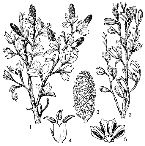 Рис. 120. Миротамнус вееролистный (Myrothamnus flabellifolia): 1 - ветвь с мужскими соцветиями; 2 - ветвь в покоящемся состоянии; 3 - мужское соцветие; 4 - женский цветок; 5 - мужской цветок
