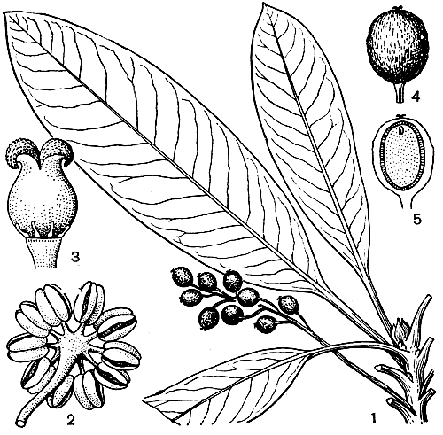 Рис. 121. Дафнифиллум длинночерешковый (Daphniphyllum macropodum): 1 - побег с плодами; 2 - мужской цветок; 3 - женский цветок; 4 - костянка; 5 - продольный разрез костянки