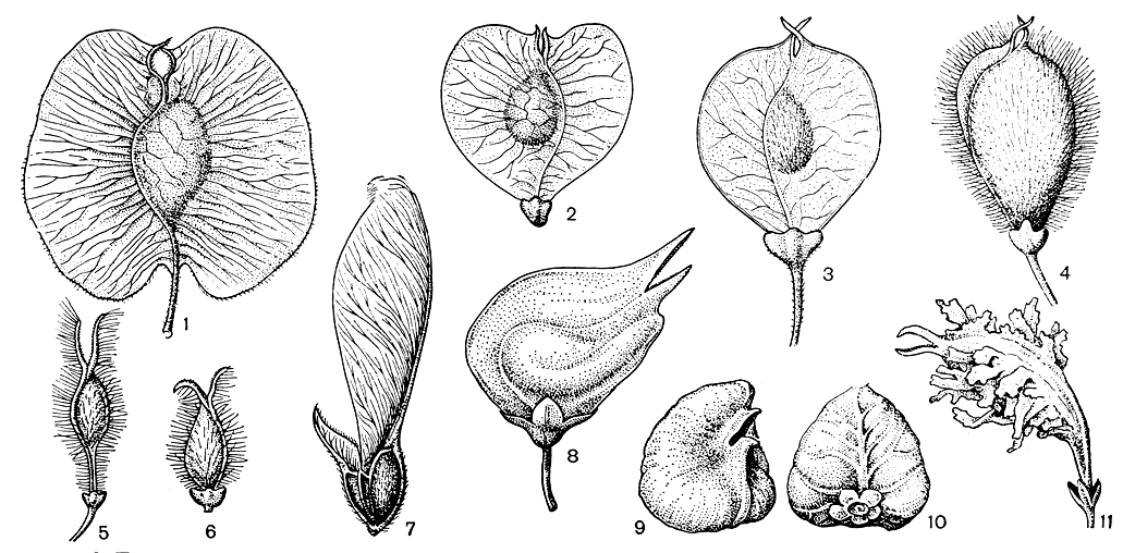 Рис. 128. Плоды ильмовых: 1 - голоптелея цельнолистная (Holoptelea integrifolia); 2 - ильм мелколистный (Ulmus pumila); 3 - ильм Валлиха (U. wallichiana); 4 - ильм Томаса (U. thomasii); 5 - ильм мексиканский (U. mexicana); 6 - ильм мохнатый (U. villosa); 7 - филлостилон бразильский (Phyllostylon brasiliense); 8 - гемиптелея Давида (Hemiptelea davidii); 9 и 10 - дзельква граболистная (Zelkova carpinifolia); 11 - планера водная (Planera aquatica)