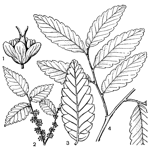 Рис. 129. Дзельква граболистная (Zelkova carpinifolia): 1 - цветок; 2 - цветоносные побеги; 3 - лист (нижняя сторона); 4 - вегетативный побег