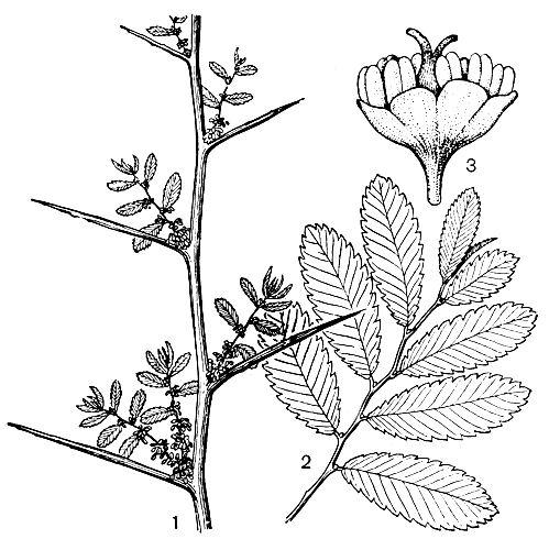Рис. 130. Гемиптелея Давида (Hemiptelea davidii): 1 - ветвь с колючками и цветоносными побегами; 2 - вегетативный побег; 3 - цветок