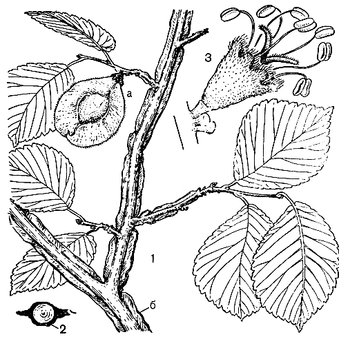 Рис. 131. Ильм крупноплодный (Ulmus macrocarpa): 1 - ветвь с плодом (а) и пробковым наростом (б); 2 - поперечный срез ветви (пробковый нарост затушеван); 3 - цветок