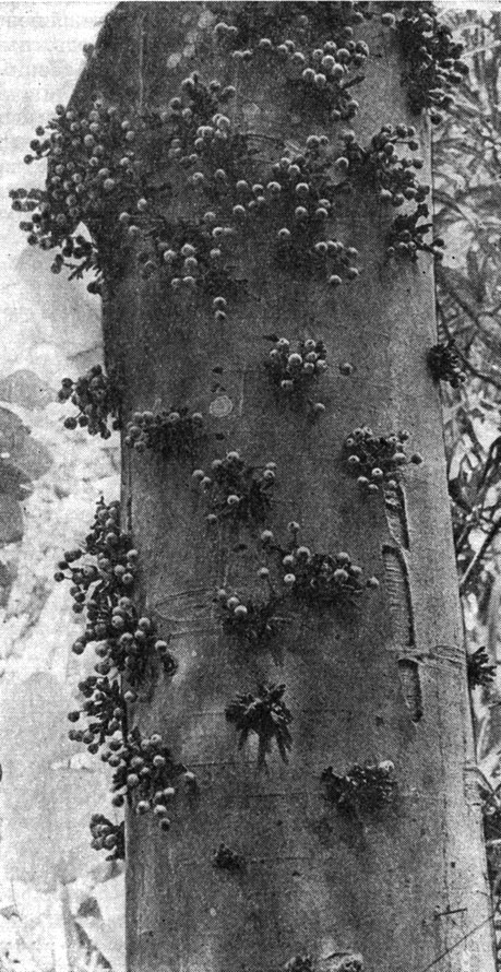 Рис. 133. Цветки смоковницы (Ficus carica): 1 - мужской цветок; 2 - галловый цветок (коротко-столбиковый); 3 - женский цветок (длинностолбиковый)