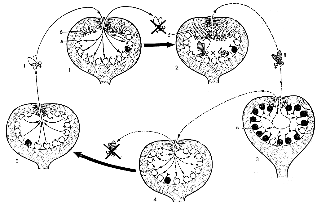 Рис. 137. Опыление смоковницы (Ficus carica) и жизненные циклы опылителя бластофаги (Blastophaga psenes): 1 - весенняя развивающаяся каприфига; 2 - она же в начале лета; 3 - сиконий-фига; 4 - осенняя каприфига; 5 - она же перезимовавшая; I - весенняя генерация; II - летняя генерация бластофаги; а - галловый цветок; б - мужской цветок; в - длинностолбиковый цветок