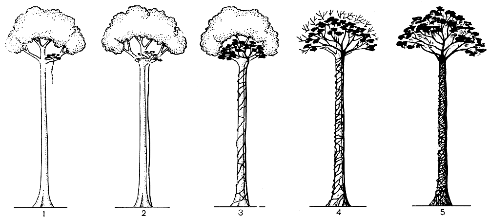 Рис. 139. Схема развития фикуса-удушителя (по Дж. Корнеру, 1958 и Аы. А. Федорову, 1959): 1 - 5 - стадии развития фикуса (1 - фикус развивается как эпифит в кроне дерева-хозяина; 2 - воздушные корни фикуса достигают почвы; 3 - 4 - ответвления воздушных корней фикуса оплетают и сдавливают ствол дерева-хозяина, крона которого постепенно замещается кроной фикуса; 5 - дерево-хозяин отмирает и на его месте остается фикус)
