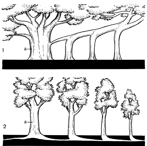 Рис. 140. Схема развития жизненных форм: 1 - фикус-баньян (Ficus sp.); 2 - корнеотпрысковая заросль береста (Ulmus campestris); a - материнский ствол