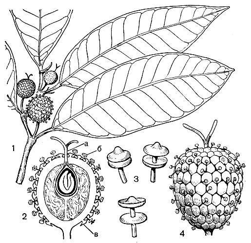 Рис. 144. Бросимум напитковый (Brosimum alicastrum): 1 - ветвь с соцветиями и листьями; 2 - продольный разрез соцветия (а - женский цветок, б - мужской цветок, в - прицветная чешуя); 3 - тычинки на разных стадиях раскрывания пыльников; 4 - общий вид соцветия
