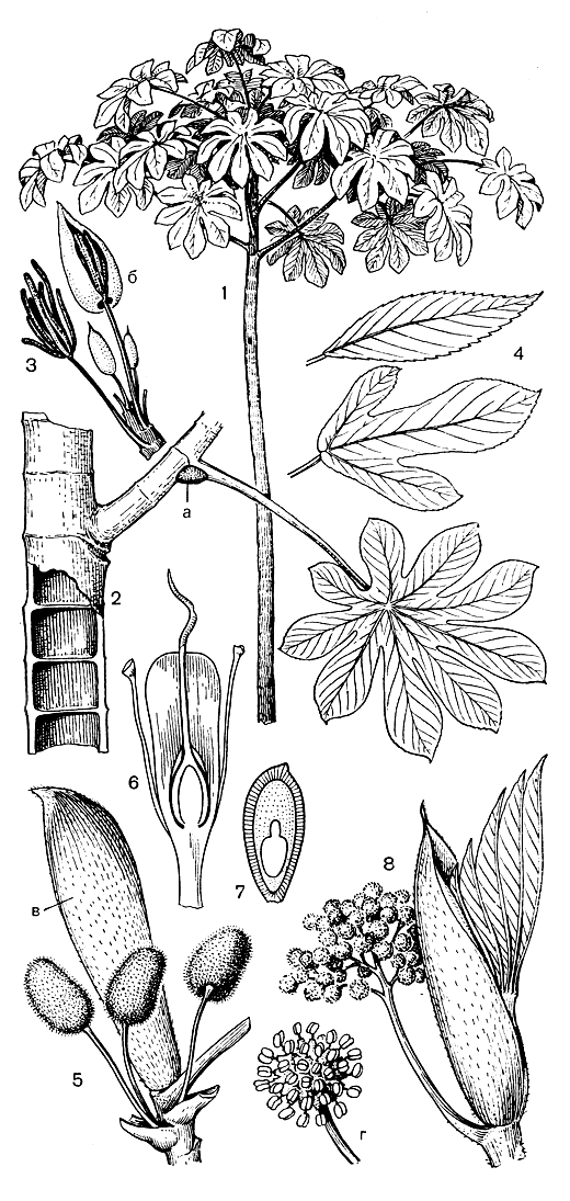 Рис. 146. Цекропиевые. Цекропия железистая (Cecropia adenopus): 1 - общий вид дерева; 2 - ветвь (в нижней части в разрезе) с листом (а - килевидныи вырост, на котором развиваются мюллеровские тельца); 3 - мужское соцветие (б - прилистник-капюшон); 4 - простые и трехлопастные листья молодых растений. Мусанга цекропиевидная (Musanga cecropioides): 5 - женское соцветие (в - прилистник-капюшон); 6 - продольный разрез женского цветка; 7 - продольный разрез плода; 8 - мужское соцветие (г - его часть)