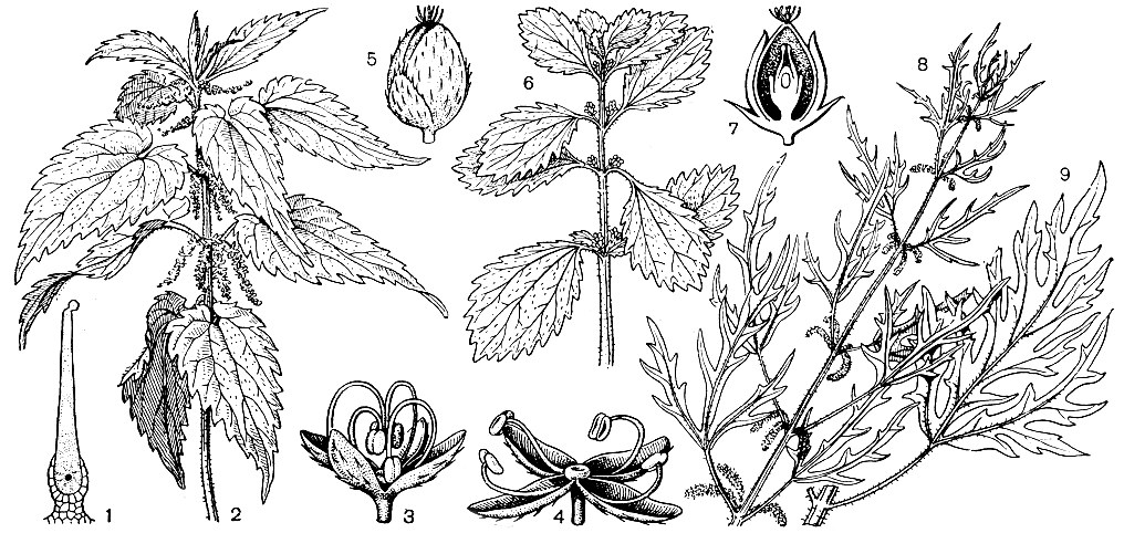 Рис. 147. Крапивные. Крапива двудомная (Urtica dioica): 1 - стрекательный волосок; 2 - верхняя часть растения с плодами; 3 - мужской цветок до пыления; 4 - то же после пыления; 5 - плод. Крапива жгучая (U. urens): 6 - верхняя часть растения с соцветиями; 7 - продольный разрез женского цветка. Крапива коноплевая (U. cannabina): 8 - верхняя часть растения с плодами; 9 - лист