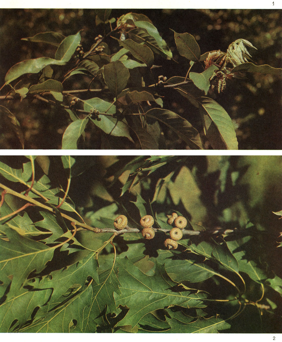 Таблица 41. Дубы: 1 - дуб острый (Quercus acuta), Батумский ботанический сад; 2 - дуб северный (Q. borealis), Сухумский ботанический сад