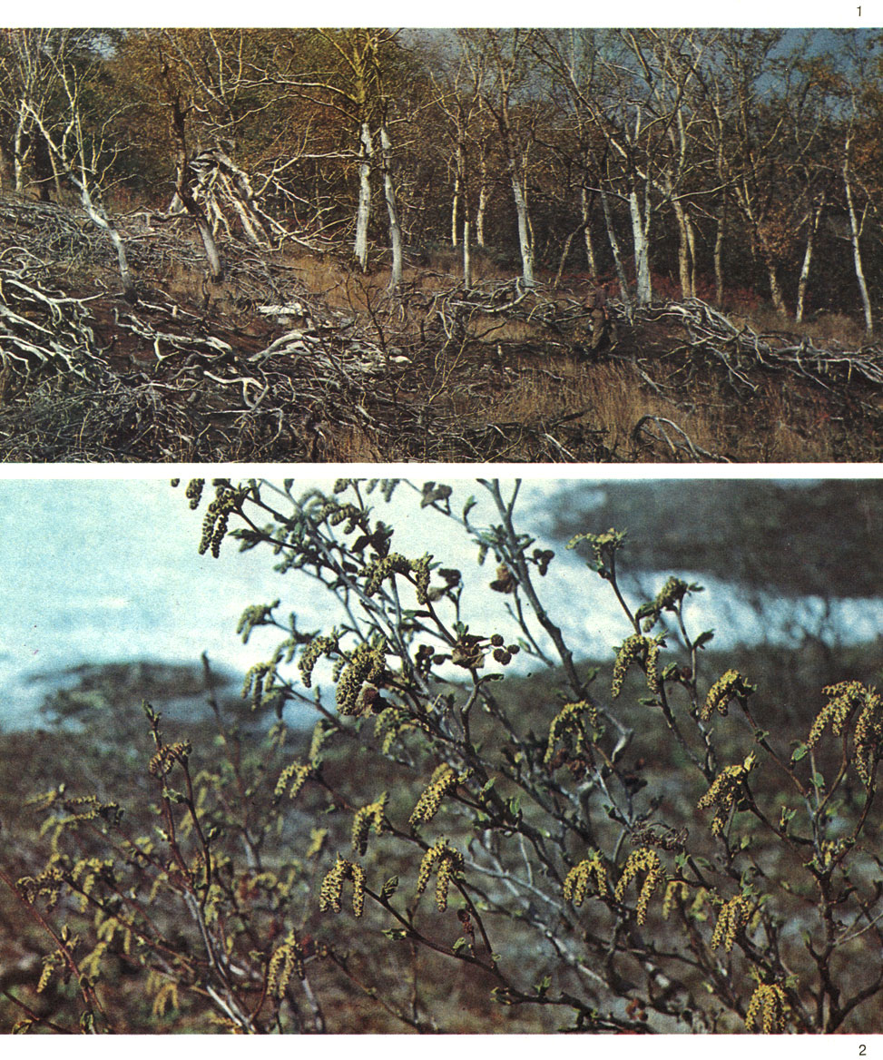Таблица 42. Березовые в Магаданской области: 1 - береза шерстистая (Betula lanata) в верхнем поясе гор полуострова Кони; 2 - ольха кустарниковая (Alnus fruticosa) в низовье реки Анадыря